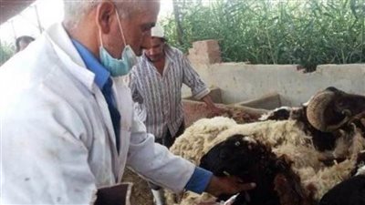 تحصين 35336 ضد طاعون المجترات الصغيرة ببنى سويف