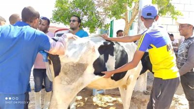 انطلاق الحملة البيطرية للتحصين ضد مرض القلاعية والوادي المتصدع بالوادى الجديد 