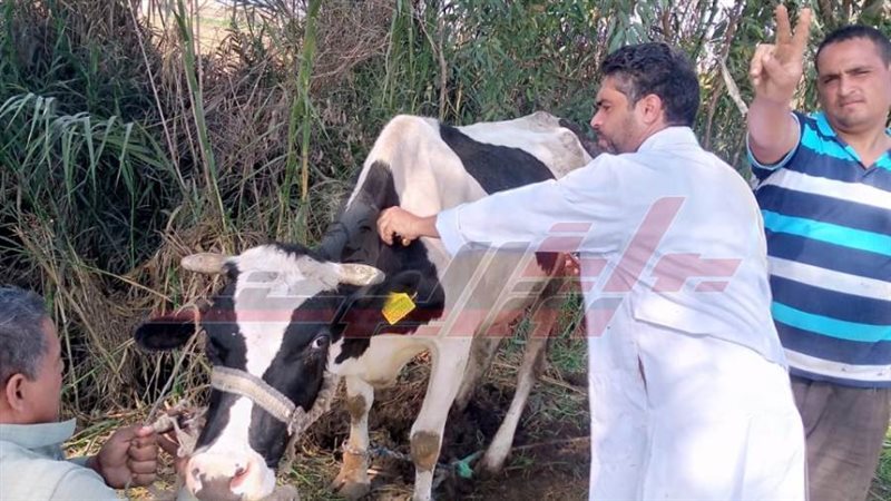 تحصين المواشي