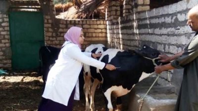 الطب البيطري بالغربية: تحصين 38 ألف رأس ماشية