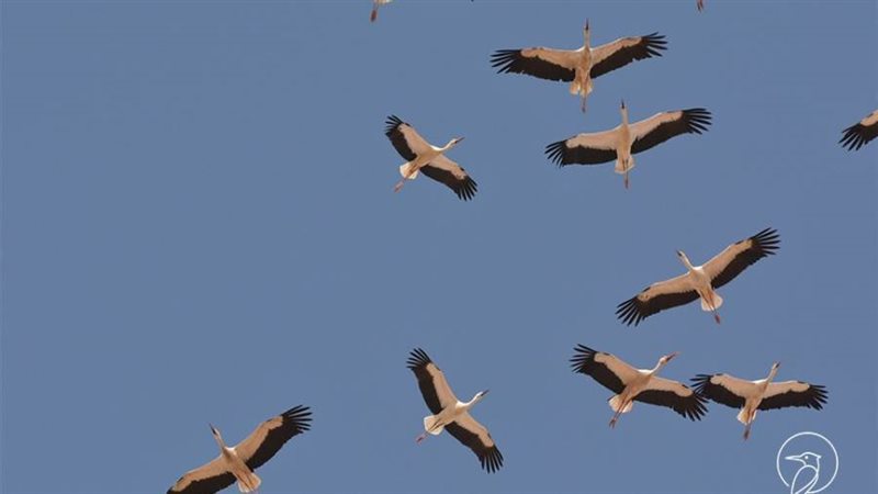 الطيور الحوامة