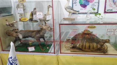 محافظ كفر الشيخ يستعرض أعمال المتحف العملي للأحياء المائية