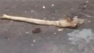  عاجل| رفات آدمية تقود إلى جريمة قتل عمرها 42 عامًا