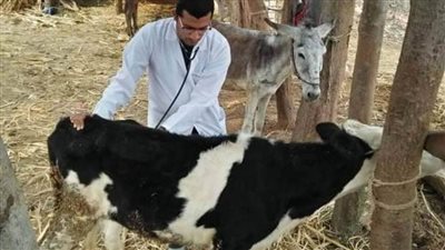 تحصين الثروة الحيوانية بالعريش ضد الحمى القلاعية وحمى الوادي المتصدع 