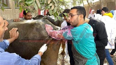 القن: يستعرض أعمال القوافل البيطرية بكفر الشيخ