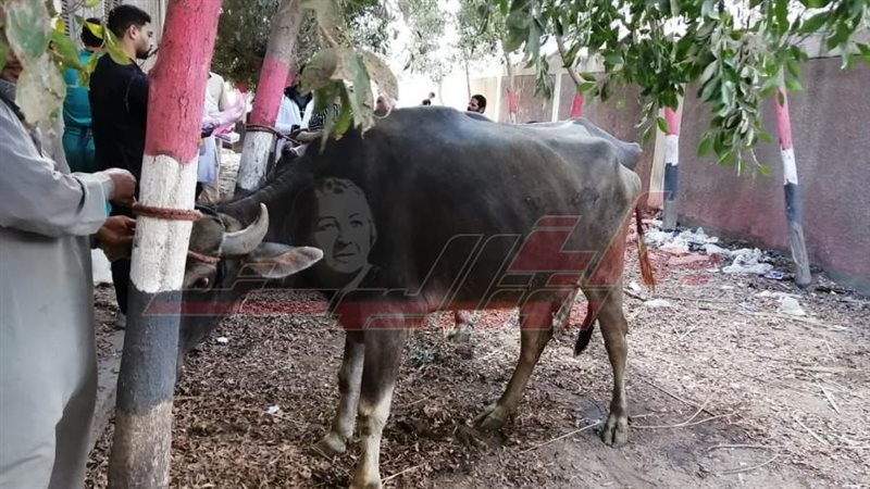 تحصين المواشي