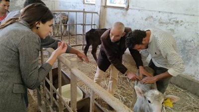 نائب محافظ البحيرة تتفقد مشروع عادات للثروة الحيوانية بكفر الدوار