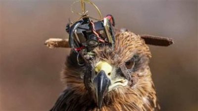 عاجل.. الهند تتجسس على الصين بالطيور الجارحة  (فيديو)