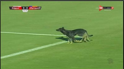 شاهد| كلب يقتحم مباراة الإسماعيلي وسموحة بالدوري المصري 