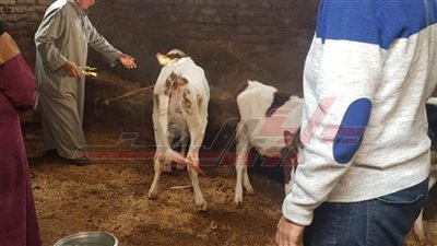 كفر الشيخ: تحصين 130 و450 رأس ماشية ضد الحمى القلاعية والوادي المتصدع