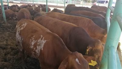 حقيقة انتشار مرض الحمى القلاعية بين الماشية في مصر نتيجة غياب حملات التحصين لحمايتها