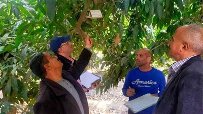 مهندسو «زراعة الإسماعيلية» يتابعون مصايد مكافحة ذبابة الفاكهة