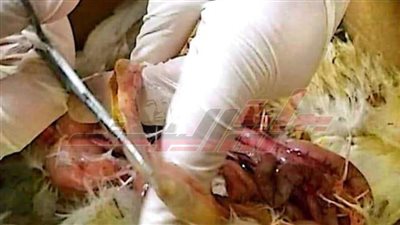 تحصين 23970 طائرًا ضد الأمراض الوبائية بكفر الشيخ