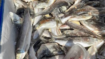 تحرير 60 محضرًا تموينيًا وضبط أسماك غير صالحة للاستهلاك الآدمي بالبحيرة