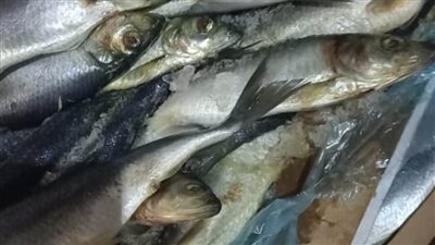 التموين: ضبط 8 أطنان سمك هارنج ولحوم غير صالحة للاستهلاك الآدمي بالبحيرة