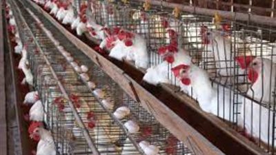 سعر الدواجن اليوم الجمعة 16 ديسمبر 2022