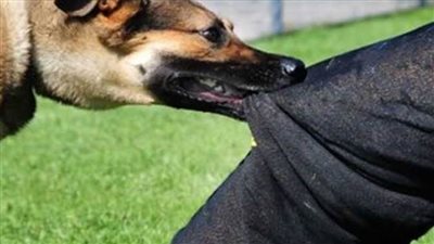 إصابة 5 أطفال عقرهم كلب ضال بالدقهلية 