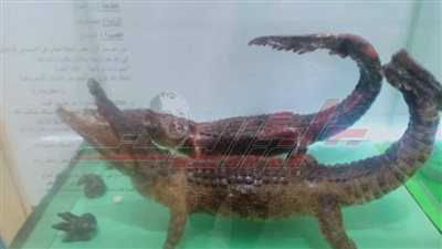 زيارات وفد اتحاد مدارس الفيوم لمتحف كفر الشيخ ومتحف الأحياء