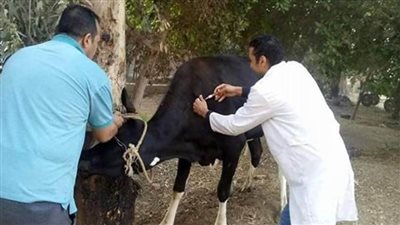 تحصين أكثر من 90 ألفًا من الثروة الحيوانية ببني سويف