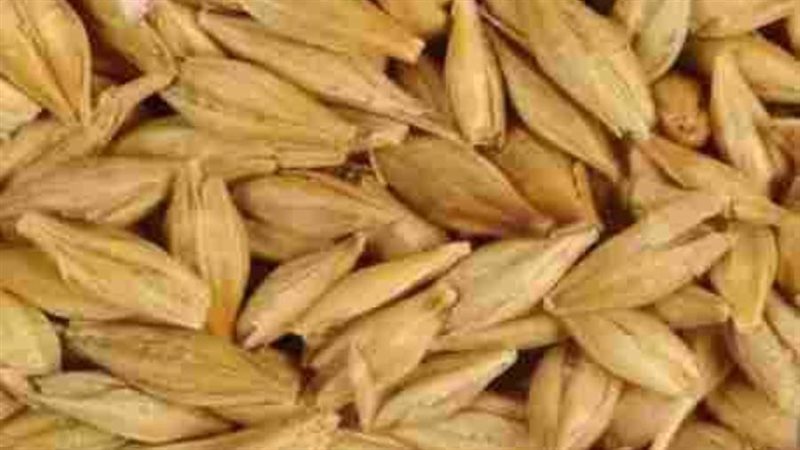 أرز شعير- أرشيفية