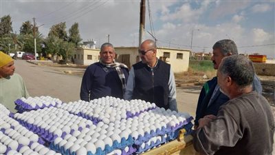 بيع منتجات مشروع الدواجن للمواطنين ببني سويف مباشرة بأسعار مناسبة