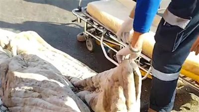 التصريح بدفن جثتي شخصين لقيا مصرعهما في حادث تصادم بطوخ 