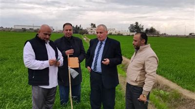 زراعة 245 ألف من المستهدف زراعته من القمح بالبحيرة