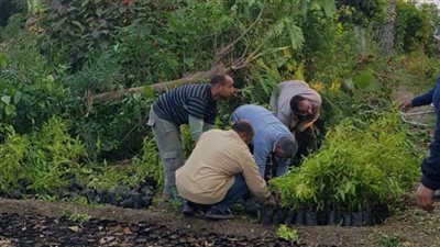 الإسكندرية تزرع 40 ألف شجرة ضمن مبادرة 100 مليون شجرة