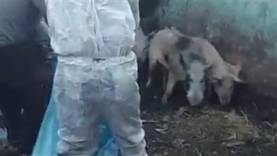 لأول مرة ضبط مزرعة للخنازير بمدينة الخارجة بالوادي الجديد 