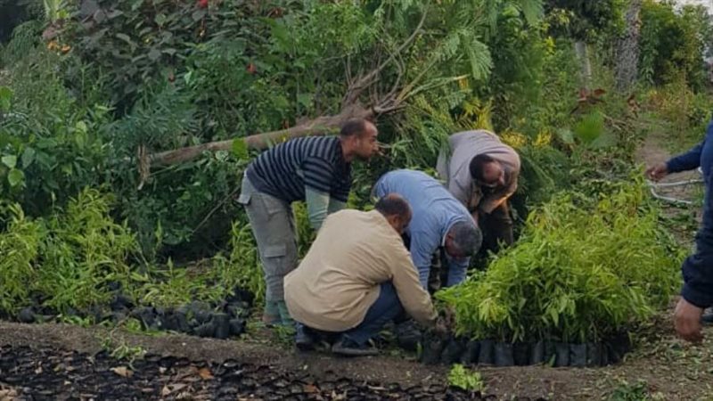 زراعه نحو أربعين