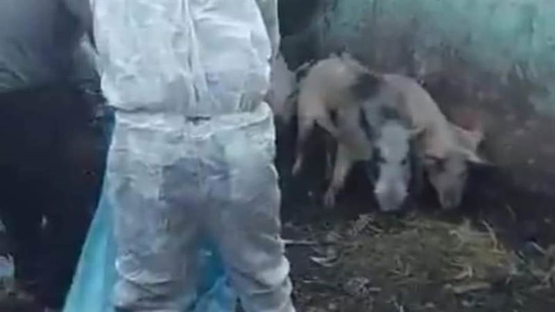 ضبط مزرعه للخنازير