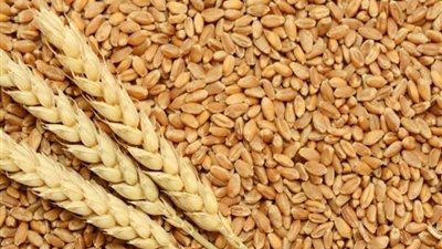محافظة الشرقية تتصدر المركز الأول لتوريد القمح بكمية 630 ألف طن لعام 2022