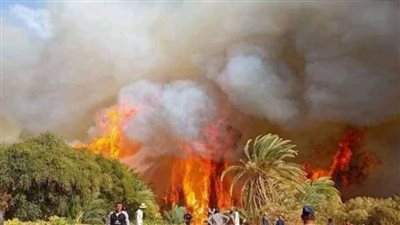 السيطرة على حريق بمزرعة نخيل في الوادي الجديد دون إصابات بشرية 