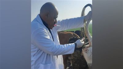 علاج 12 ألف رأس ماشية في حملة للطب البيطري بالبحيرة 