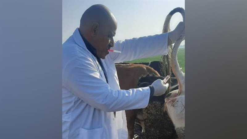 علاج 12 ألف رأس ماشية