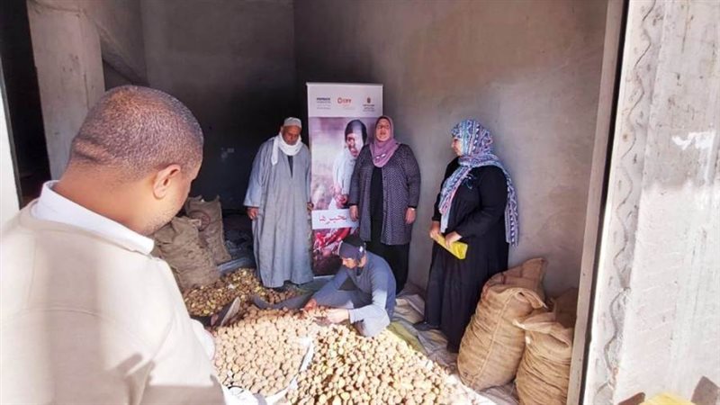 توزيع تقاوى بطاطس