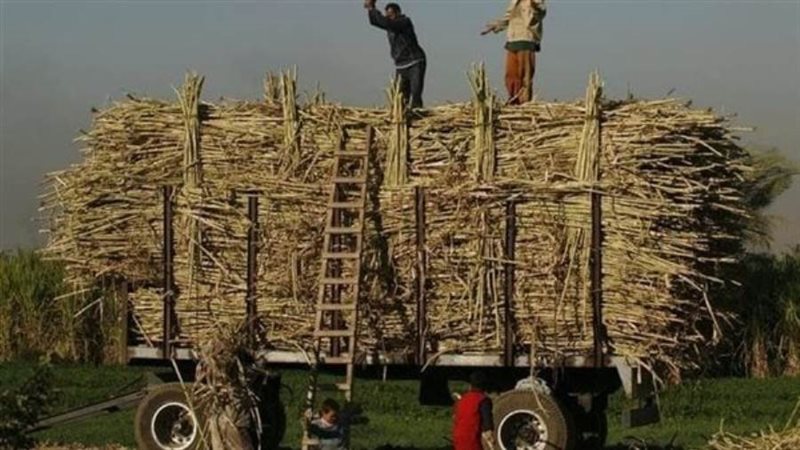 قصب من المزارعين