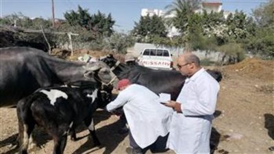 الطب البيطري: علاج ورش 150 ألف رأس ماشية وتحصين 628 ألفًا ضد الأمراض