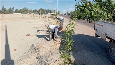 زراعة 400 شجرة منتجة للأخشاب وصديقة للبيئة بوادي النطرون