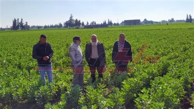 زراعة كفر الشيخ تنظم ندوات إرشادية للمزارعين ويوم حقل لترشيد استخدام المياه