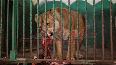 حديقة الحيوانات بالجيزة مستمرة في العمل.. 