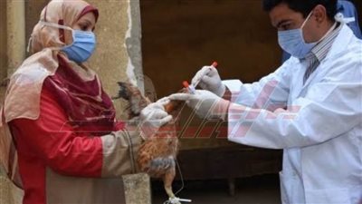 تحصين 30 ألفًا و680 طائرًا وفحص 824 رأس ماشية بكفر الشيخ