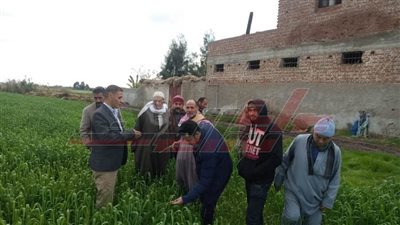قوافل إرشادية للمزارعين وحملات لمكافحة القوارض في زراعات القمح بكفر الشيخ