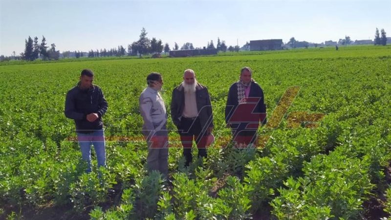 زراعة كفرالشيخ