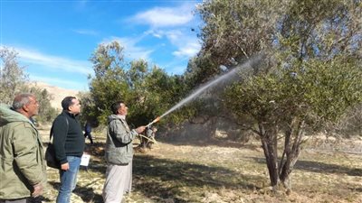 حملة إرشادية لمكافحة آفات الزيتون بالحسنة في وسط سيناء
