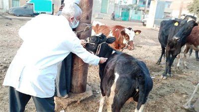 تحصين 32 ألفا و484 رأسا ببني سويف ضد الجلد العُقدي وجُدري الضأن