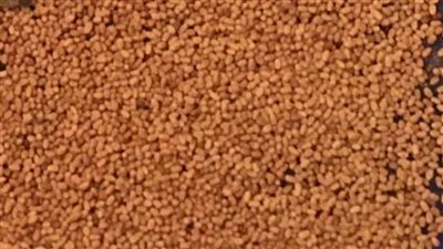 مديرية الزراعة بالاسكندرية فحص وحدة سكنية مصابة بالنمل الأبيض وصرف مبيدات لها 