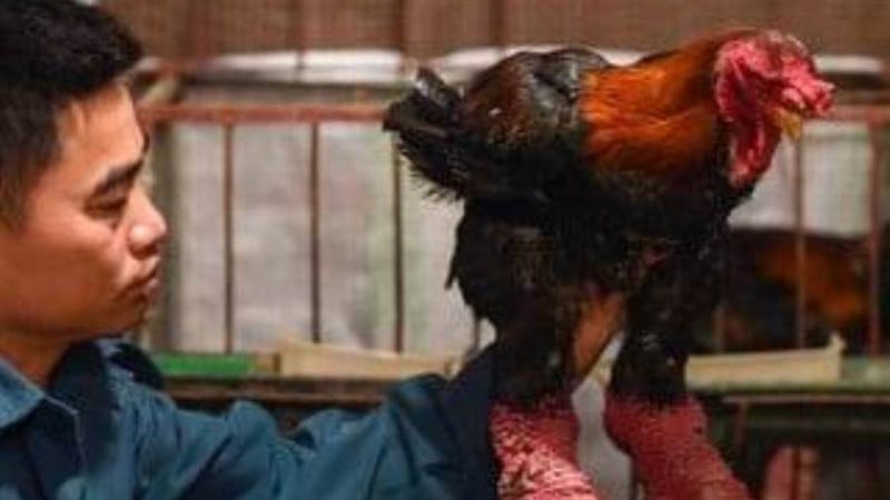 دجاج التنين