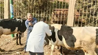 انطلاق الحملة القومية للتحصين ضد الجلد العقدي للأبقار وجدري الضأن