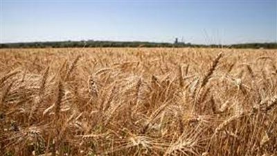 بيان عاجل من الخارجية الروسية حول اتفاق الحبوب: مشوه للحقائق